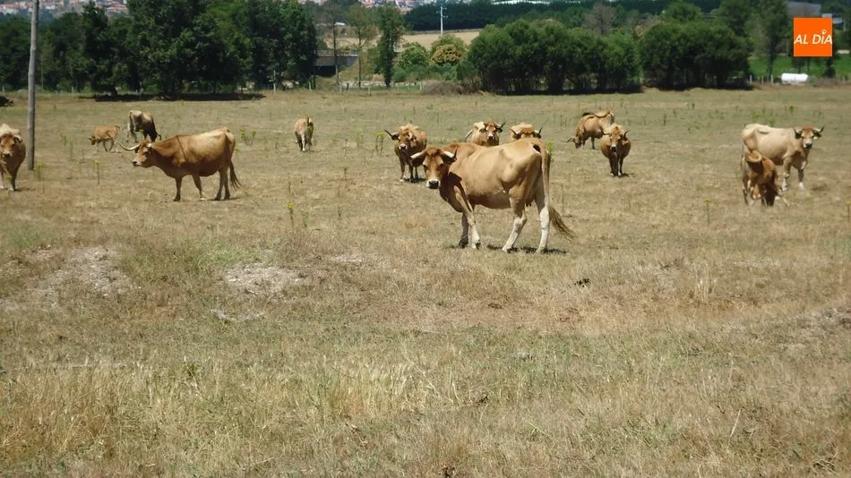 Foto 9 - Jarmelo, mucho m&aacute;s que la lucha contra la extinci&oacute;n de la &lsquo;vaca amarela&rsquo;  