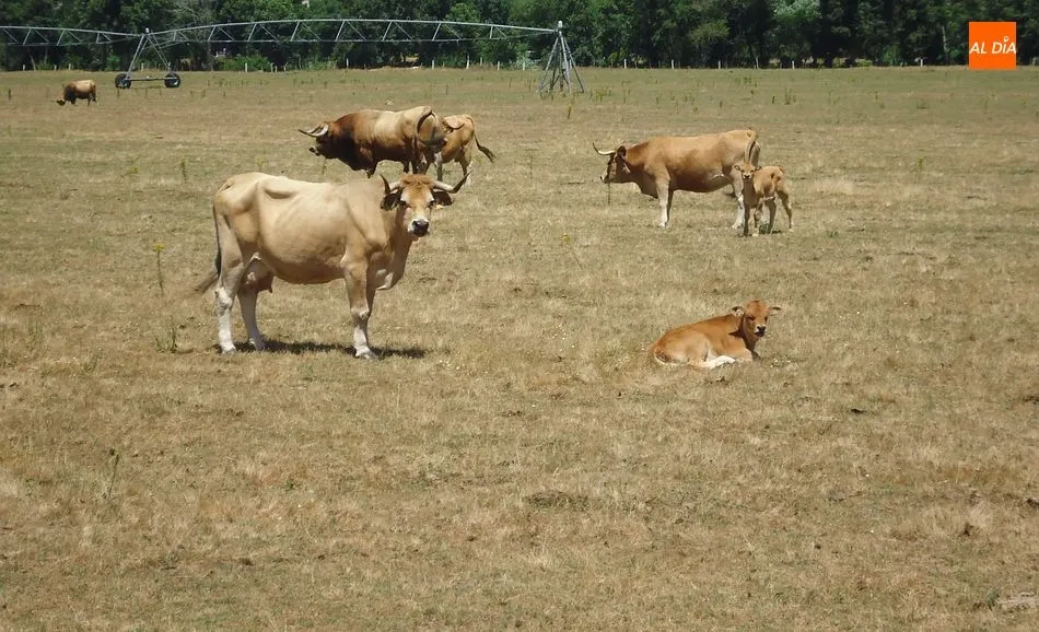 Foto 7 - Jarmelo, mucho m&aacute;s que la lucha contra la extinci&oacute;n de la &lsquo;vaca amarela&rsquo;  