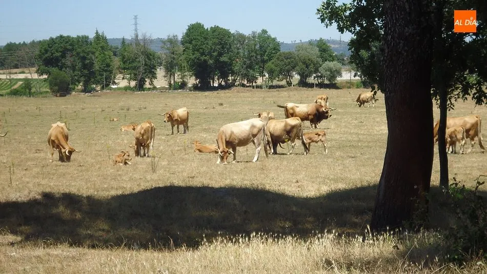 Foto 6 - Jarmelo, mucho m&aacute;s que la lucha contra la extinci&oacute;n de la &lsquo;vaca amarela&rsquo;  
