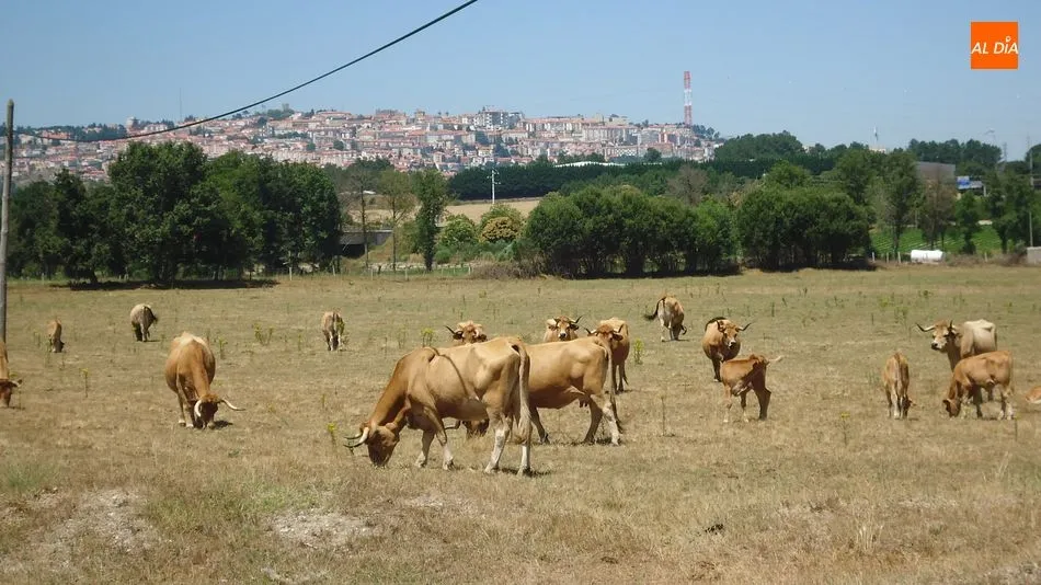 Foto 5 - Jarmelo, mucho m&aacute;s que la lucha contra la extinci&oacute;n de la &lsquo;vaca amarela&rsquo;  