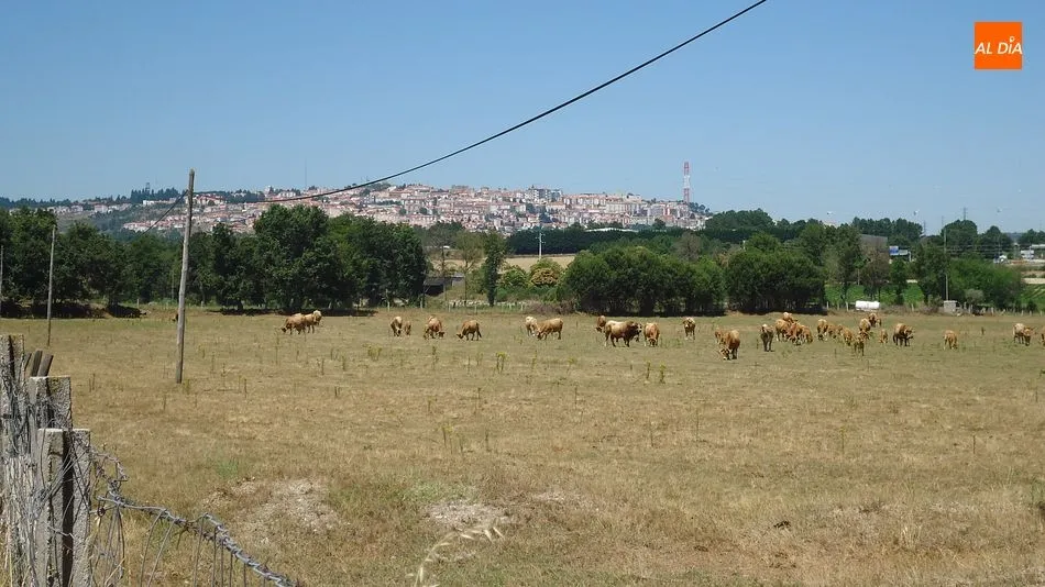 Foto 2 - Jarmelo, mucho m&aacute;s que la lucha contra la extinci&oacute;n de la &lsquo;vaca amarela&rsquo;  
