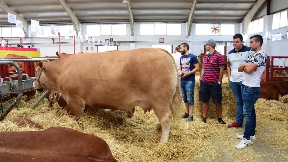 Foto 4 - &lsquo;Imbatible&rsquo;, el campe&oacute;n joven de la raza charolesa sale a subasta por 8.000 euros