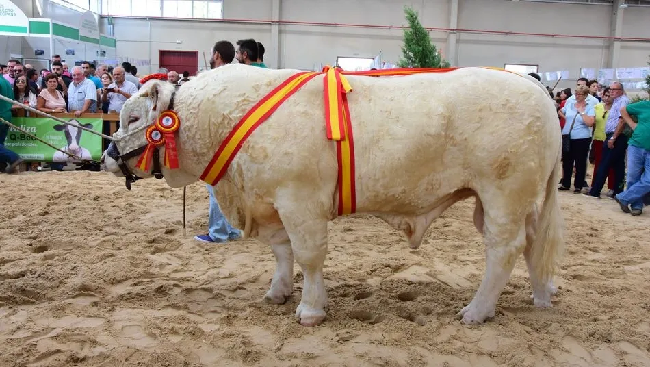 Imbatible, campeón joven de la raza charolesa, a subasta