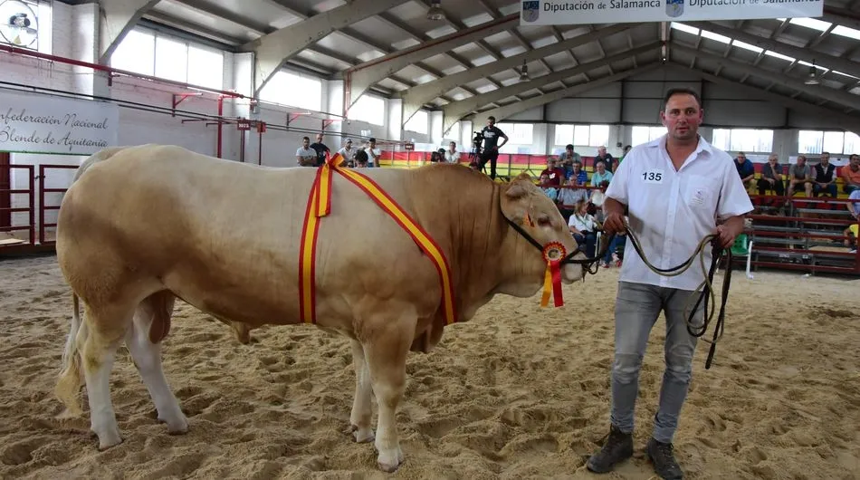 Foto 5 - &lsquo;I&oacute;n&rsquo; y &lsquo;Greca&rsquo;, campeones del IX concurso nacional de la raza Blonda de Aquitania