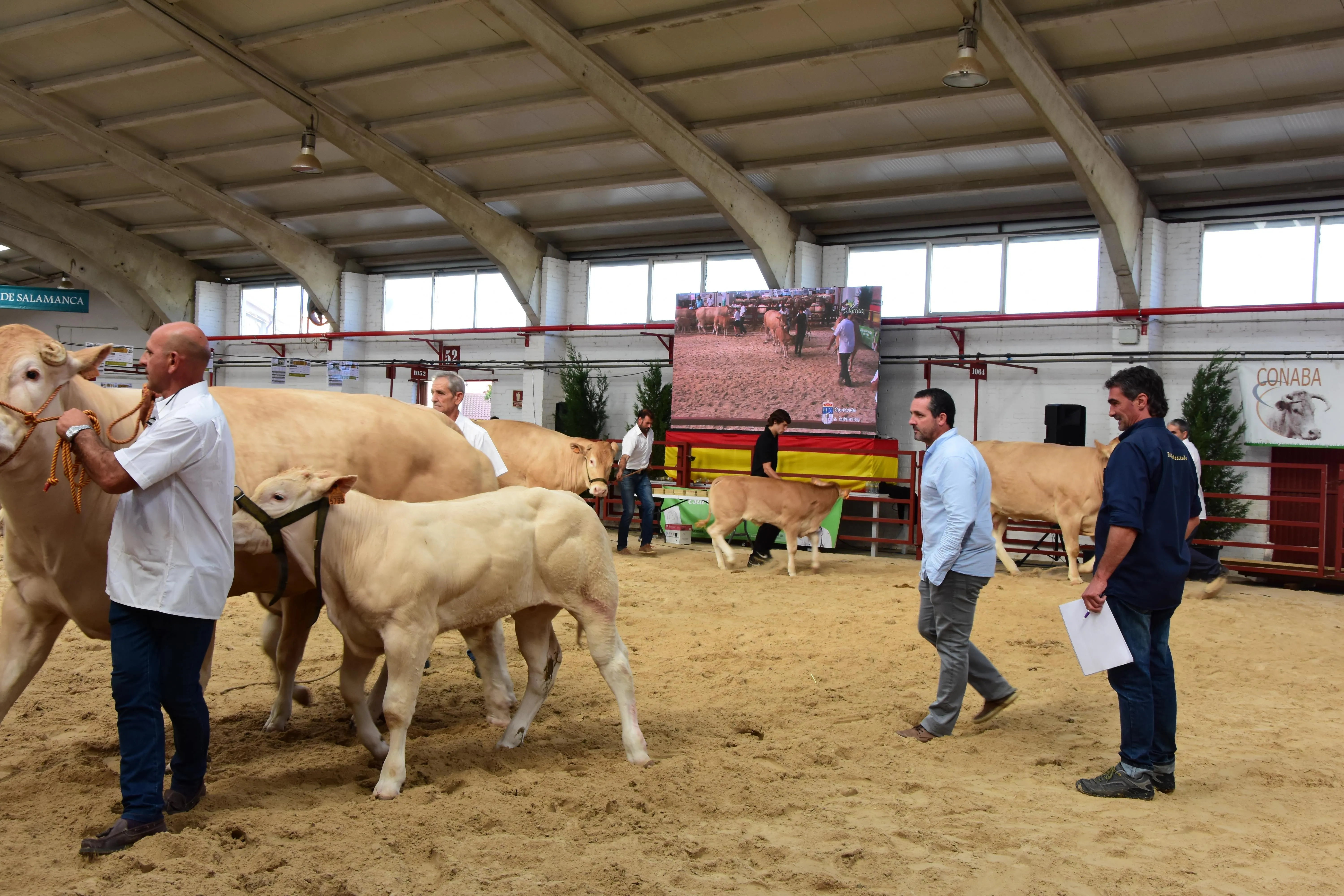 Foto 2 - &lsquo;I&oacute;n&rsquo; y &lsquo;Greca&rsquo;, campeones del IX concurso nacional de la raza Blonda de Aquitania
