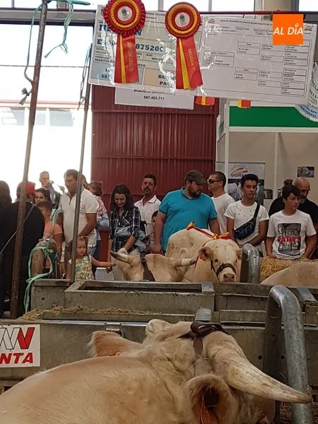 Foto 6 - La quinta y &uacute;ltima jornada de Salamaq, en im&aacute;genes