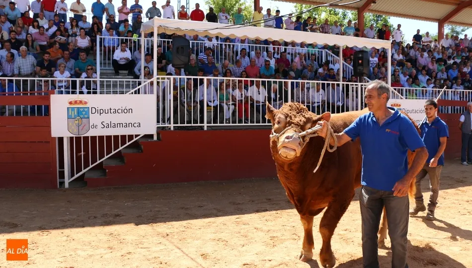 Mickey, toro limusín por el que se pagaron 7.400 euros / REP. GRÁFICO: CORRAL