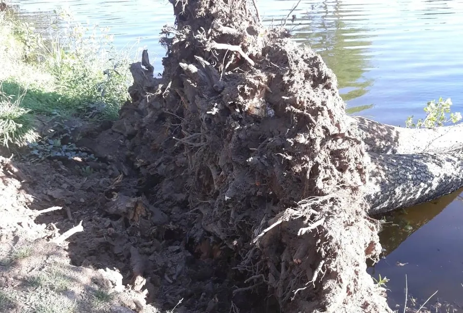 Foto 2 - Caen al agua dos &aacute;rboles en la isla de El Pic&oacute;n  