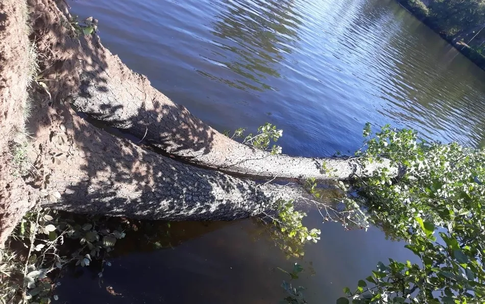 Caen al agua dos árboles en la isla de El Picón  