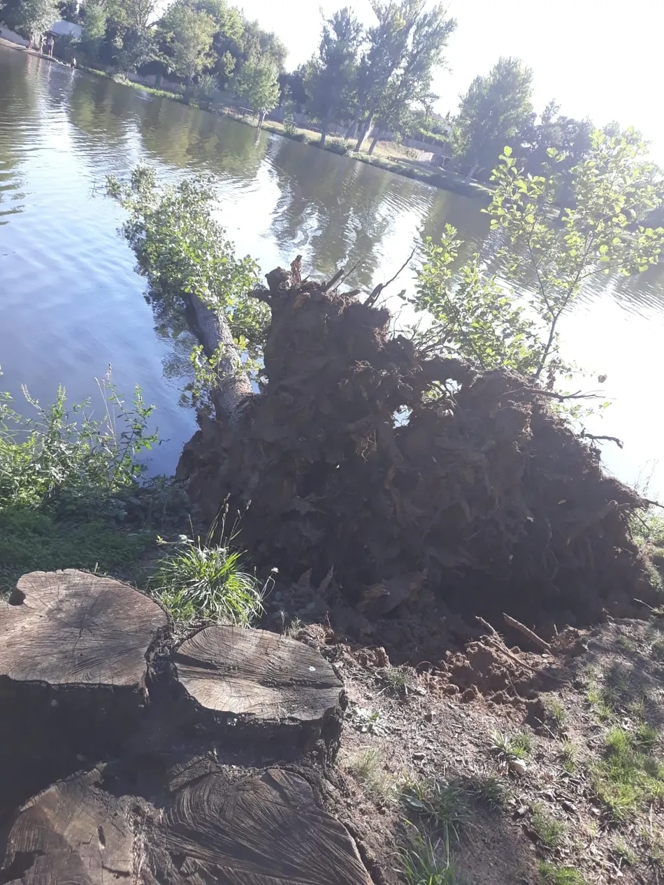 Foto 4 - Caen al agua dos &aacute;rboles en la isla de El Pic&oacute;n  
