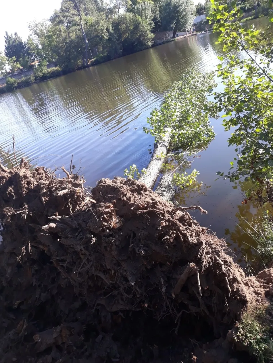 Foto 3 - Caen al agua dos &aacute;rboles en la isla de El Pic&oacute;n  