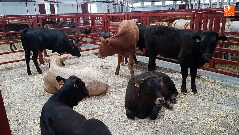 En el mercado de ganado se registraron 2.259 animales para cebo