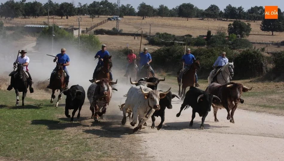 Foto 6 - Bonito encierro a caballo en Ba&ntilde;ob&aacute;rez con erales de Mart&iacute;n Cilleros  
