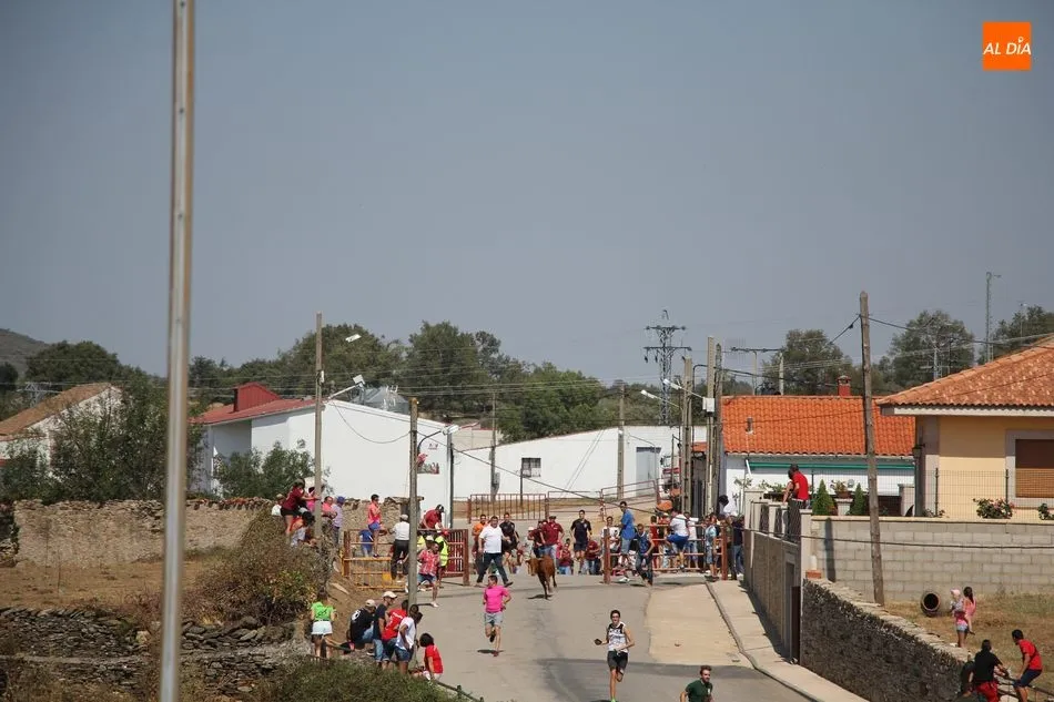Foto 8 - El encierro de Barruecopardo gana en vistosidad con el nuevo recorrido  