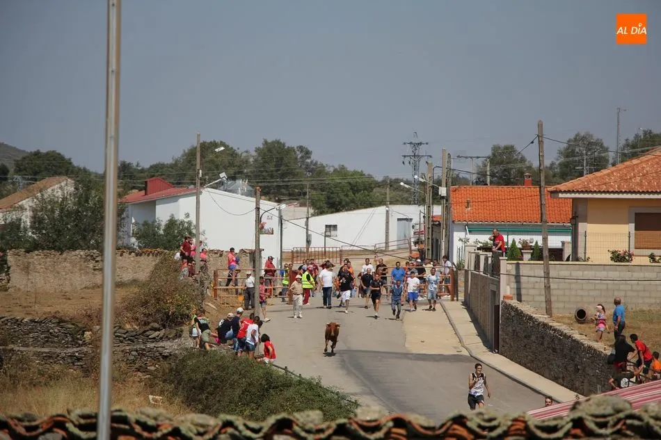 Foto 6 - El encierro de Barruecopardo gana en vistosidad con el nuevo recorrido  
