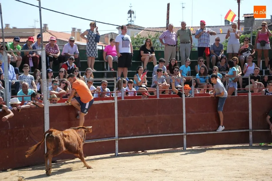 Foto 2 - El encierro de Barruecopardo gana en vistosidad con el nuevo recorrido  