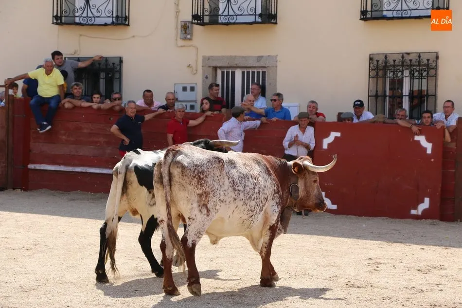 Foto 3 - Entretenido segundo encierro en Ba&ntilde;ob&aacute;rez para despedir las fiestas  