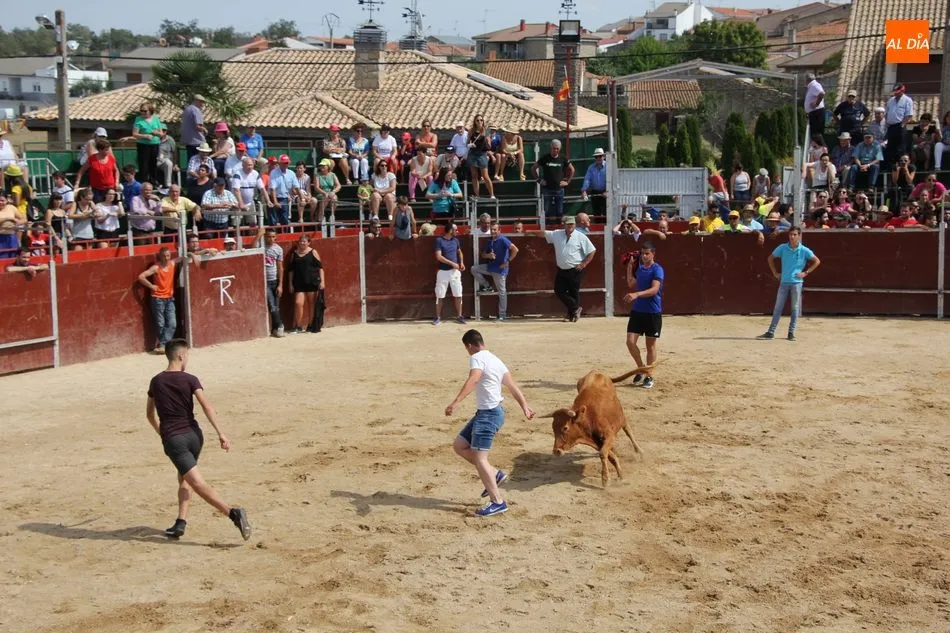 Foto 11 - Emocionante &uacute;ltimo encierro de las fiestas en Barruecopardo  