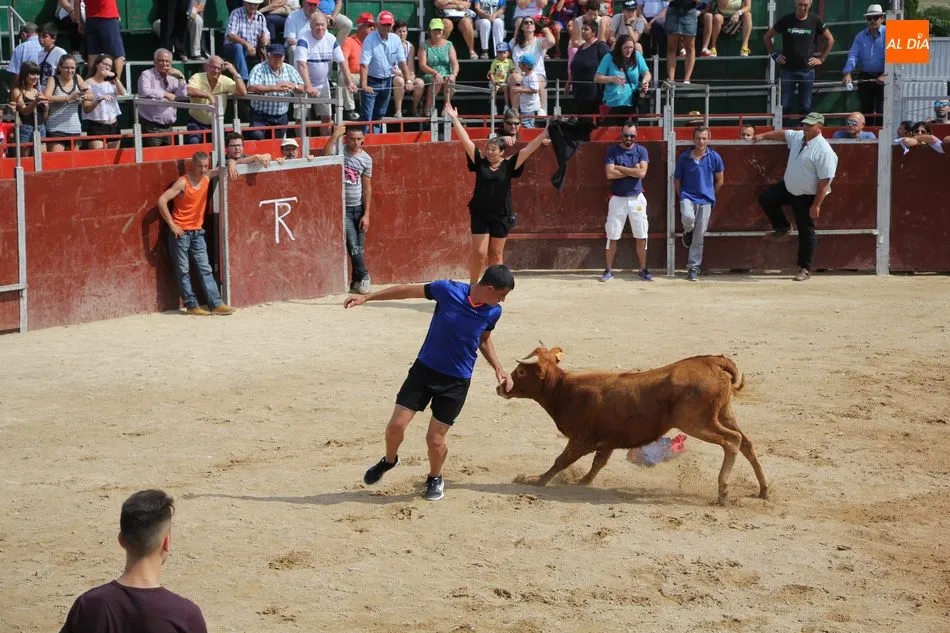 Foto 10 - Emocionante &uacute;ltimo encierro de las fiestas en Barruecopardo  
