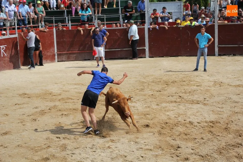 Foto 9 - Emocionante &uacute;ltimo encierro de las fiestas en Barruecopardo  