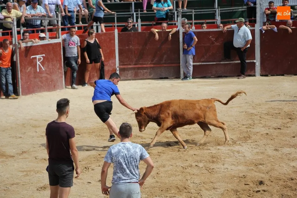 Foto 7 - Emocionante &uacute;ltimo encierro de las fiestas en Barruecopardo  
