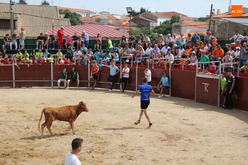 Foto 5 - Emocionante &uacute;ltimo encierro de las fiestas en Barruecopardo  