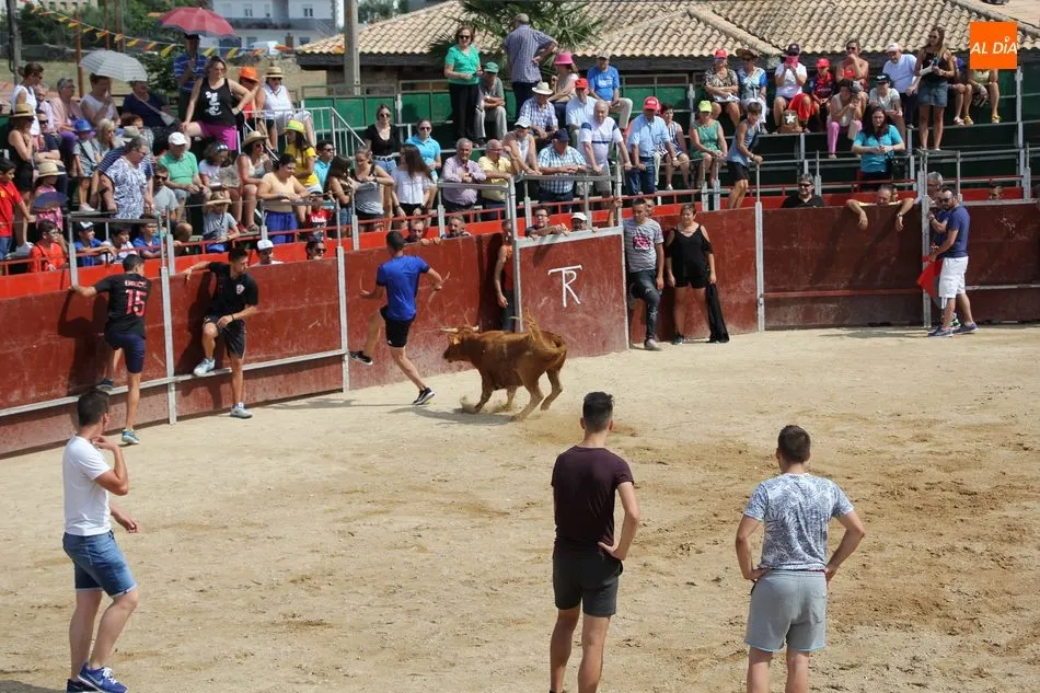 Foto 4 - Emocionante &uacute;ltimo encierro de las fiestas en Barruecopardo  