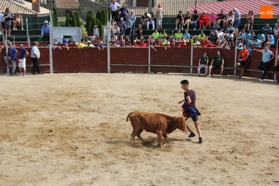 Emocionante último encierro de las fiestas en Barruecopardo  