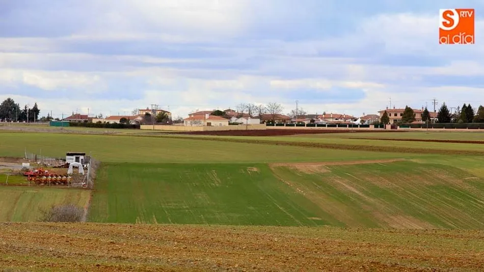 Campo de cereal / Foto: Alberto Martín.