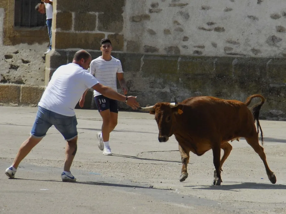 Foto 10 - Un r&aacute;pido encierro a caballo da paso a una animad&iacute;sima suelta de vaquillas en Martiago  