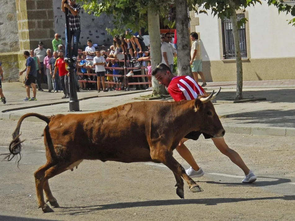 Foto 9 - Un r&aacute;pido encierro a caballo da paso a una animad&iacute;sima suelta de vaquillas en Martiago  
