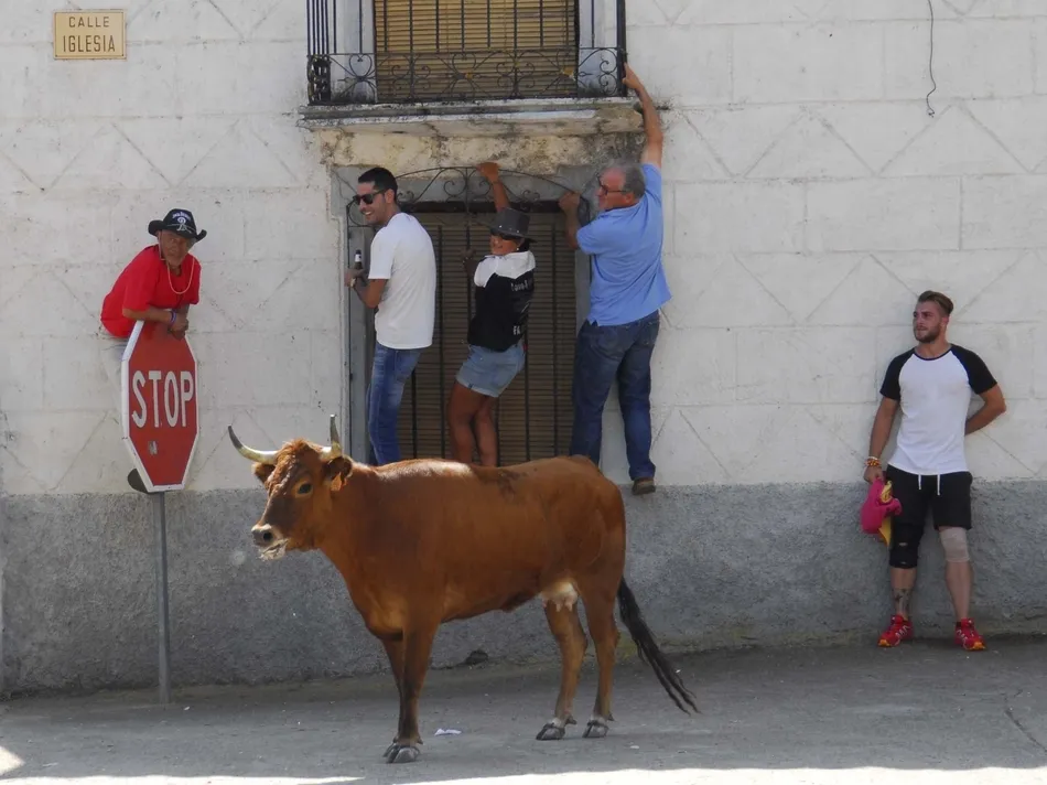 Foto 4 - Un r&aacute;pido encierro a caballo da paso a una animad&iacute;sima suelta de vaquillas en Martiago  