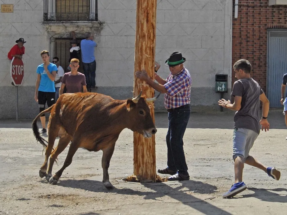 Foto 5 - Un r&aacute;pido encierro a caballo da paso a una animad&iacute;sima suelta de vaquillas en Martiago  