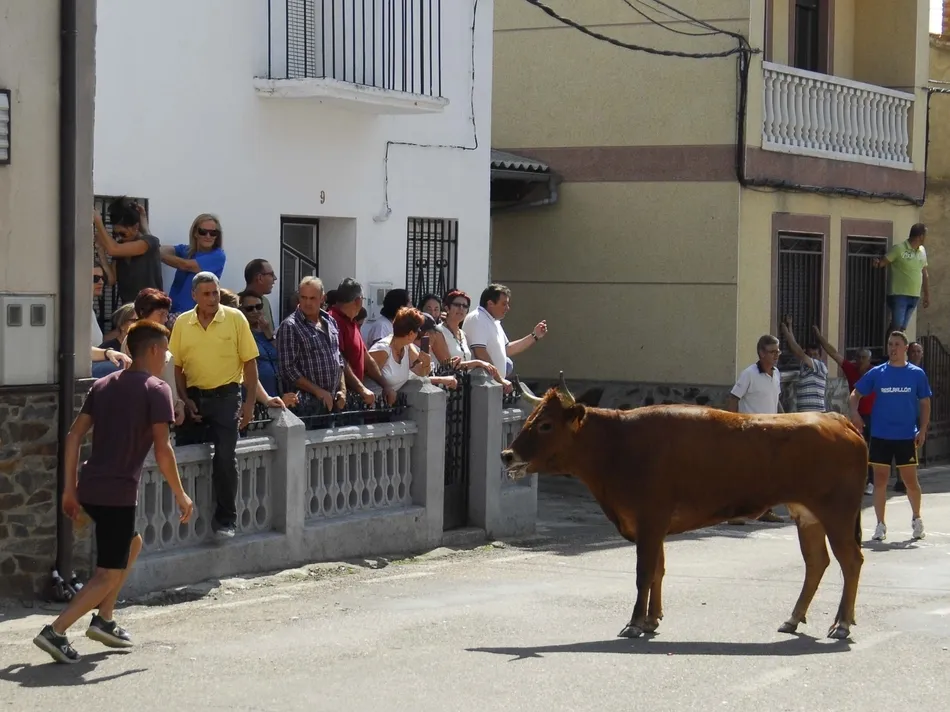 Foto 3 - Un r&aacute;pido encierro a caballo da paso a una animad&iacute;sima suelta de vaquillas en Martiago  