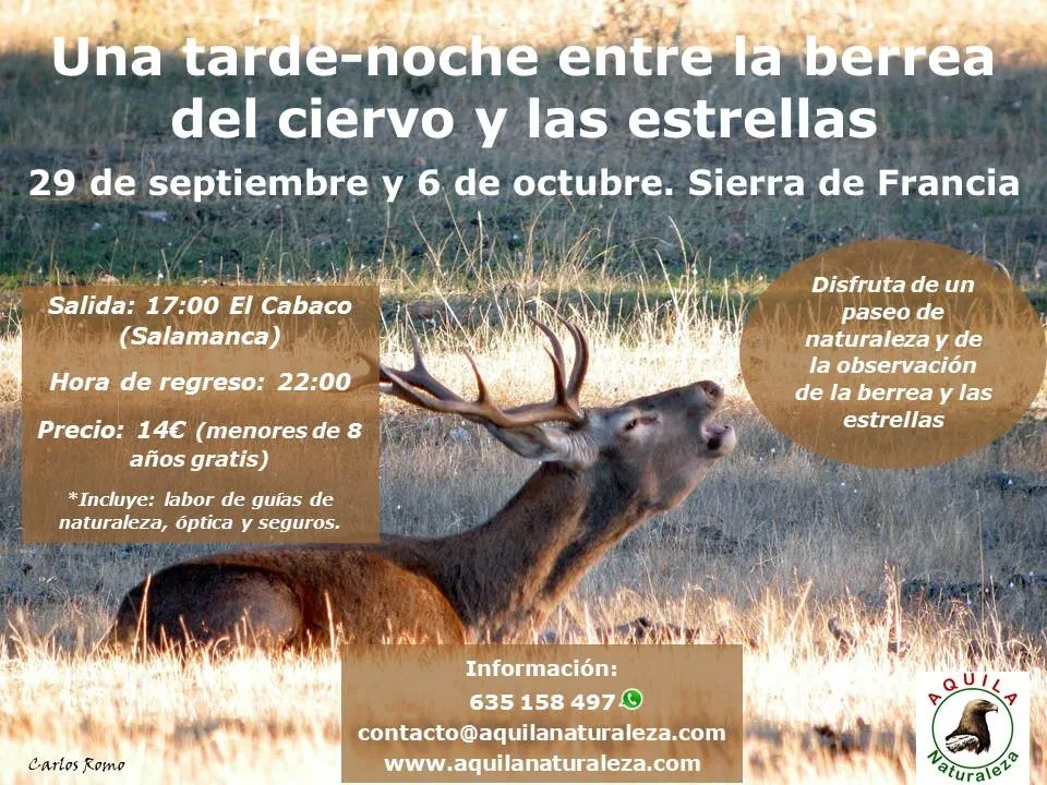 Foto 2 - La berrea del ciervo al alcance del p&uacute;blico en la Sierra de Francia