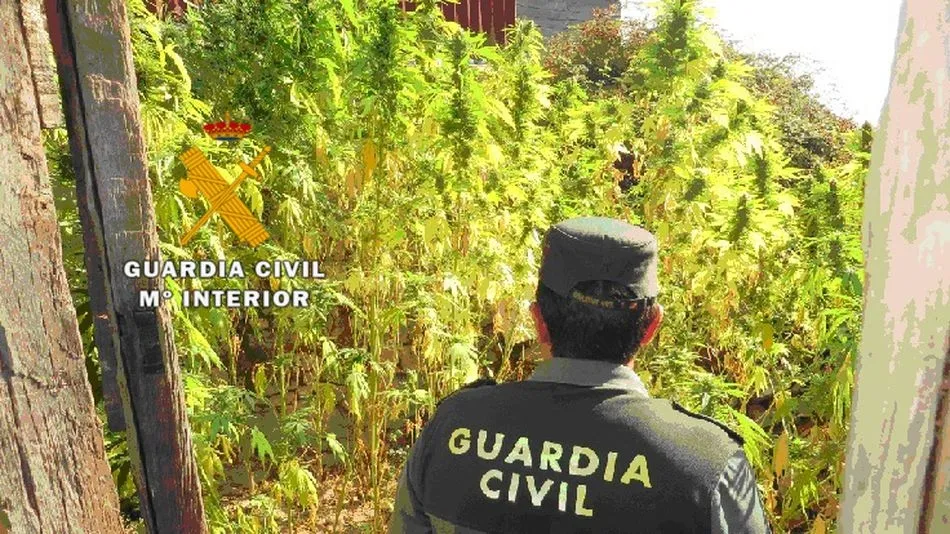 La plantación encontrada estaba repartida en el interior de dos inmuebles