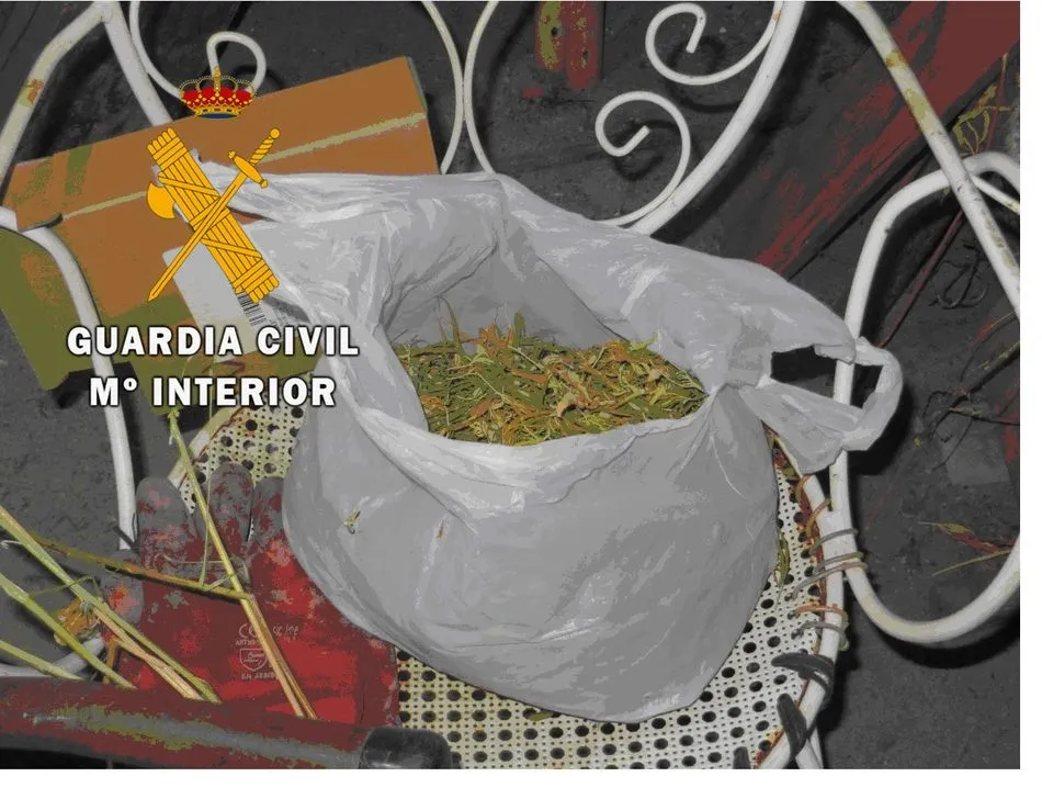 Foto 3 - La Guardia Civil desmantela una plantaci&oacute;n de cannabis en Mogarraz y detiene a una persona  