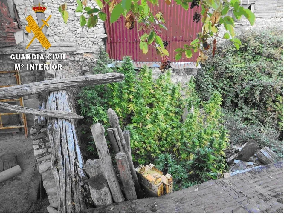 Foto 2 - La Guardia Civil desmantela una plantaci&oacute;n de cannabis en Mogarraz y detiene a una persona  