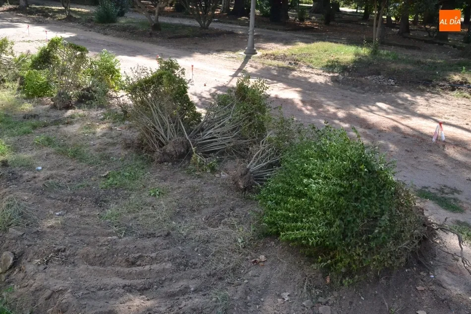 Foto 4 - Retirados los arbustos del Parque de La Florida  