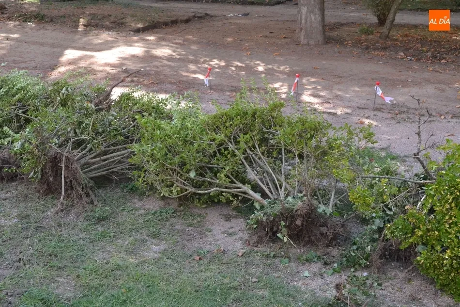 Foto 2 - Retirados los arbustos del Parque de La Florida  