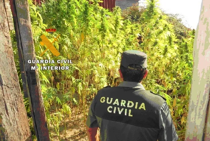 El Juzgado de Ciudad Rodrigo deja en libertad con cargos a un detenido por cultivo de cannabis  