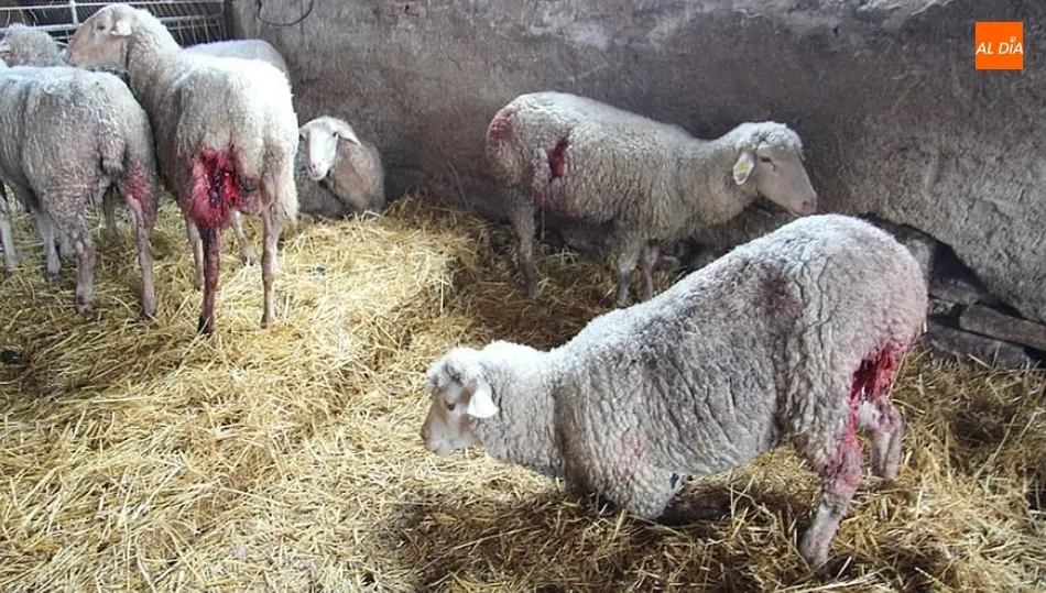 Muchos ganaderos se plantean incluso el cese de la actividad ante el estrés que les provocan los constantes ataques