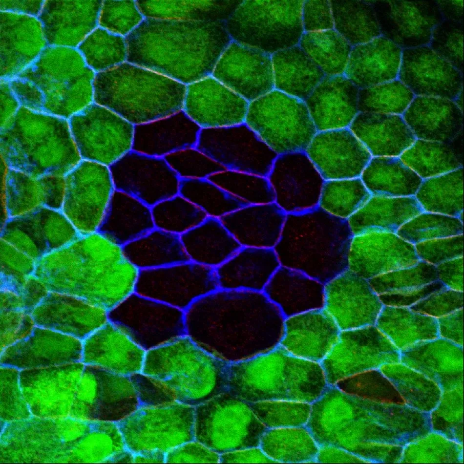 Foto 2 - La ONCE y la USAL colaboran en la investigaci&oacute;n de la degeneraci&oacute;n macular asociada a la edad  