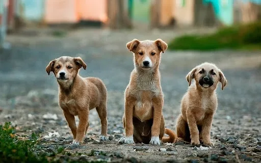 El origen de todas las razas de perros del mundo