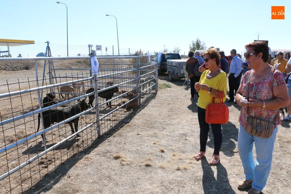Foto 7 - La Feria de Artesan&iacute;a y Alimentaci&oacute;n, y la Feria Canina de Villar de Peralonso se consolidan  