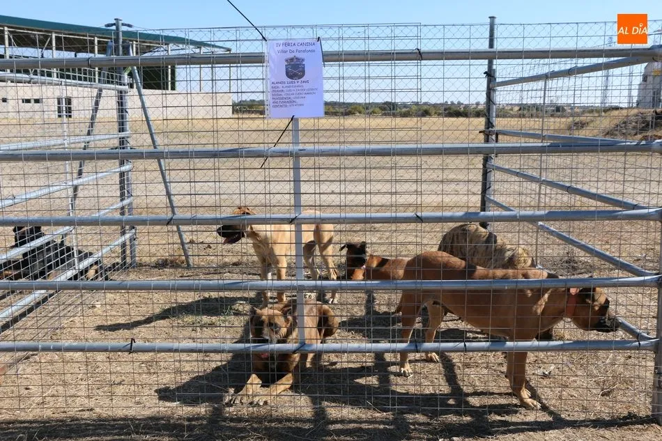 Foto 6 - La Feria de Artesan&iacute;a y Alimentaci&oacute;n, y la Feria Canina de Villar de Peralonso se consolidan  
