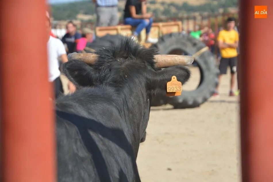 Foto 7 - Encierro tradicional para poner el broche final a las fiestas de San Miguel  
