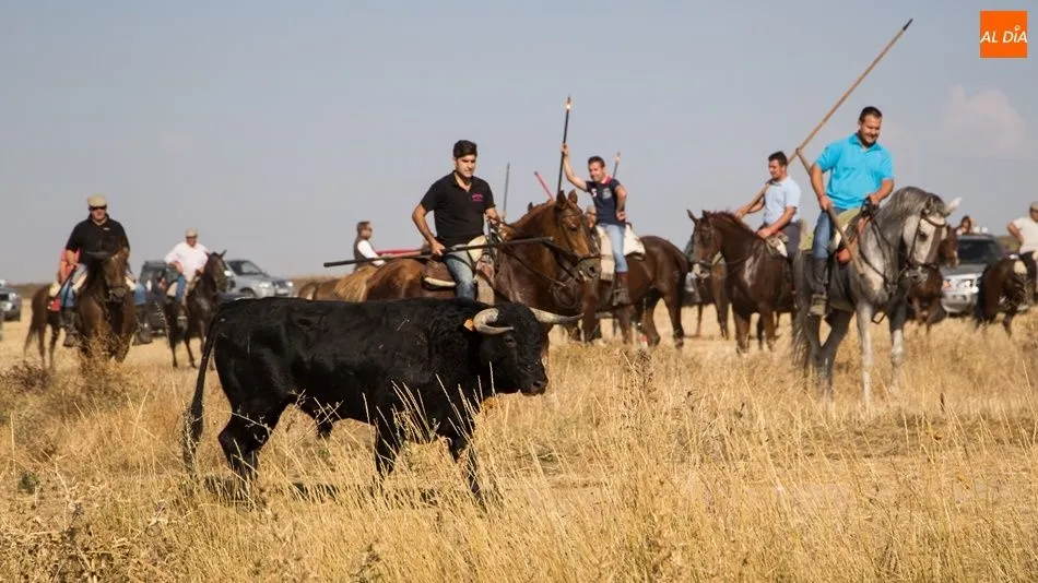 Los caballistas rodean a uno de los novillos