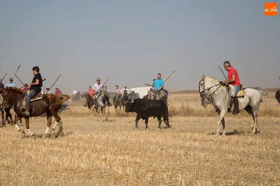 Foto 11 - Vistoso encierro campero en Tarazona de Guare&ntilde;a