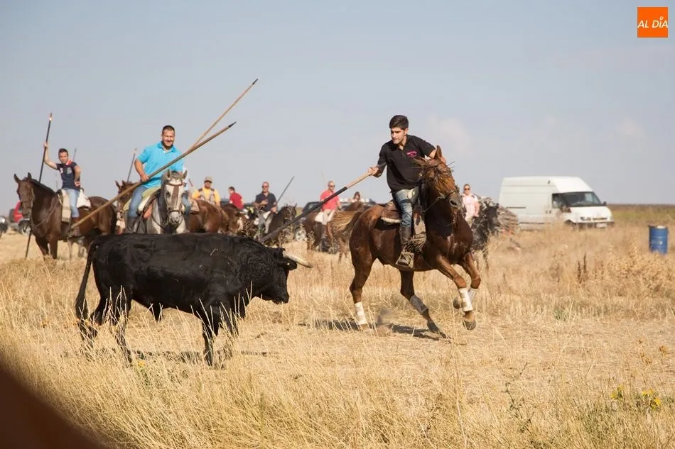 Foto 8 - Vistoso encierro campero en Tarazona de Guare&ntilde;a